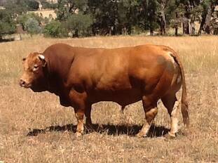 MAX MUSCLE: Brigalow Limousin stud’s annual on-farm helmsman sale will be held at 1pm Wednesday, August 16, at "Amaroo", Winton, 30km south-west of Tamworth.