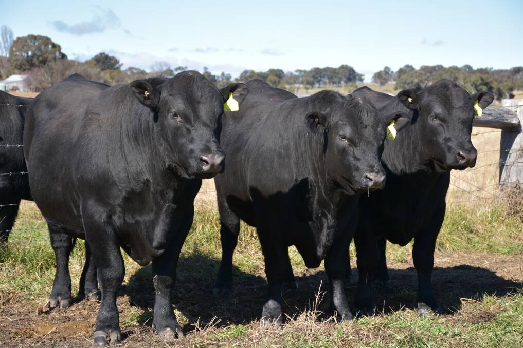 CONSISTENT PERFORMANCE: The Duddy family's Sara Park Angus annual on-property bull sale will be held at “Rutherglen”, Glen Innes at 1pm on July 28.