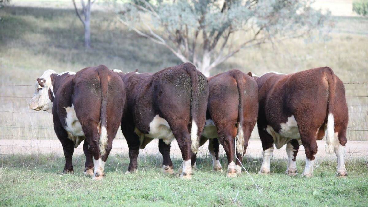 Fertility: All sale bulls will be semen tested and morphology tested by Brendan Coonan from the Northern Artificial Breeders centre.