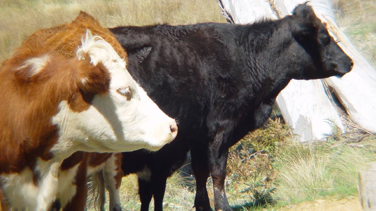 TAKE ACTION: Steps to avoid grass tetany deaths need to be taken now.