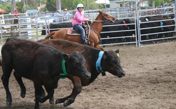 BLUE AND GREEN SHOULD NEVER BE SEEN: Chloe Butler makes her colour choices at a Tenterfield team penning competition.