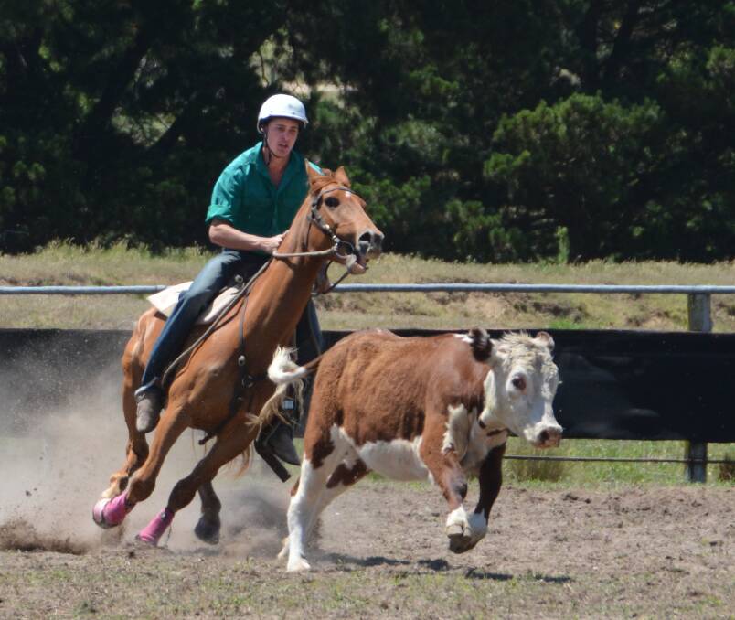 SPEED AND SKILL: Zac Leiberman competing in the annual Tenterfield Campdraft on the weekend. 