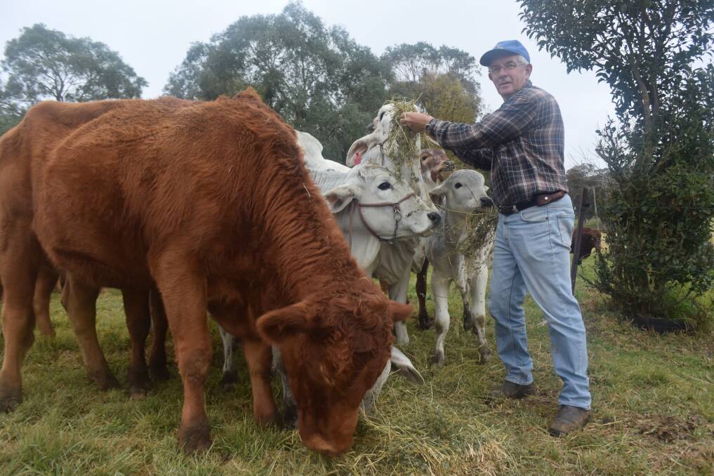 Colin Chevalley with his beloved South Devon and Brahman cattle, each of whom he calls by name.