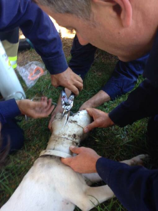 Firefighters use tin shears to cut away the PVC pipe while administering oxygen to the patient.