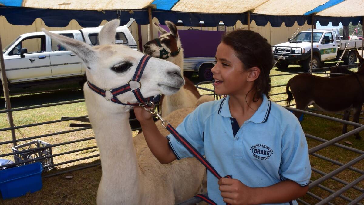 TALK TO THE ANIMALS: Drake Public School student Te Netto has a chat with Penny the llama.