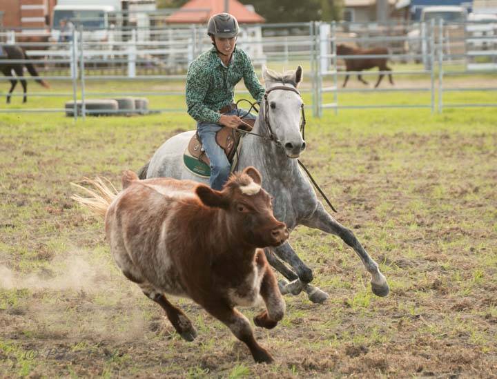 Junior campdrafting  action at Tenterfield Showground this weekend. (Photo by Peter Reid.)