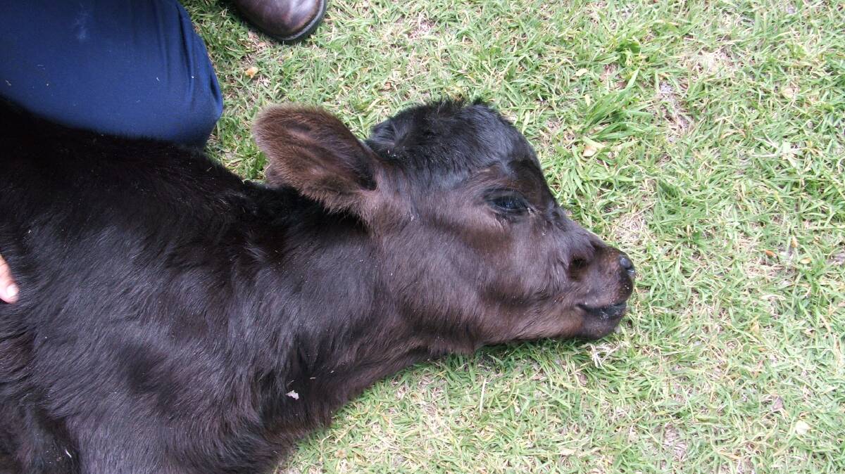 The enlarged, dome-shaped head is a common presentation of Akabane affected calves.