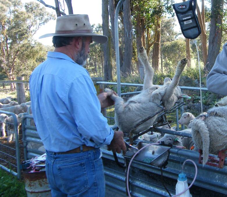 WormBoss advises producers to do a WormTest on the ewes 7-10 days before marking. Photo by Deb Maxwell.