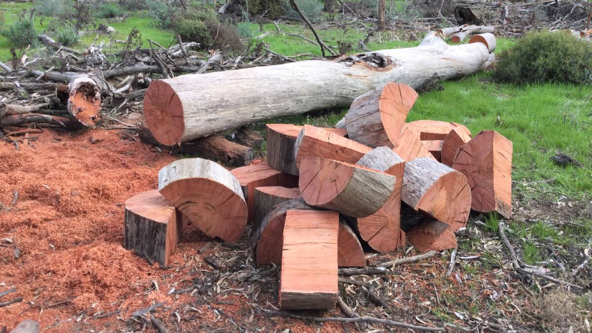This firewood was illegally cut on a Travelling Stock Route. Hefty fines apply for removing timber or disturbing either live or dead vegetation.