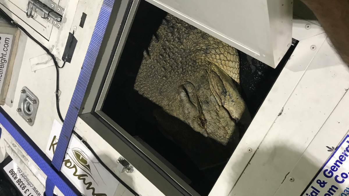 A pair of 50-year-old Aussie crocs have taken a ride on a big jet plane.