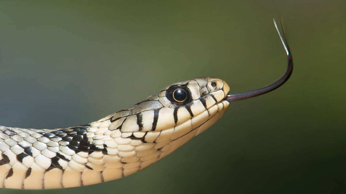 Study turns snakebite advice on its head