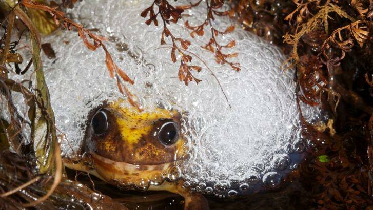 The first female Baw Baw frog found in the wild - surrounded by eggs at Melbourne Zoo.  Photo: Damian Goodall