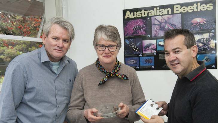 A bug's life: Department of Agriculture and Food Western Australia entomologist Rob Emery, CSIRO honorary fellow Dr Jane Wright, and DAWFA technical officer with a spring active beetle, Onthophagus vacca.