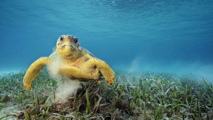 A loggerhead turtle feeds on sea grass, which has a high capacity for storing carbon. Photo: Brian Skerry/National Geographic