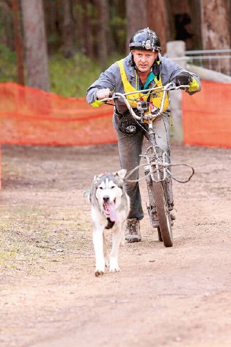SLED OPTIONAL: Dog sledding in all its forms takes place in Girard Forest on July 2 and 3. (Photos  by Stuart Smyth.)