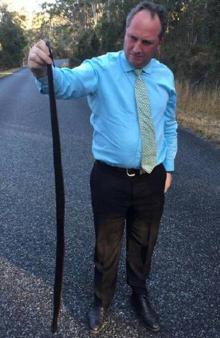 CATCH: Barnaby Joyce snapped this shot of him holding aloft the dead/dying snake.