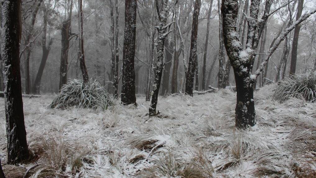 Gallery: Snow in Tenterfield