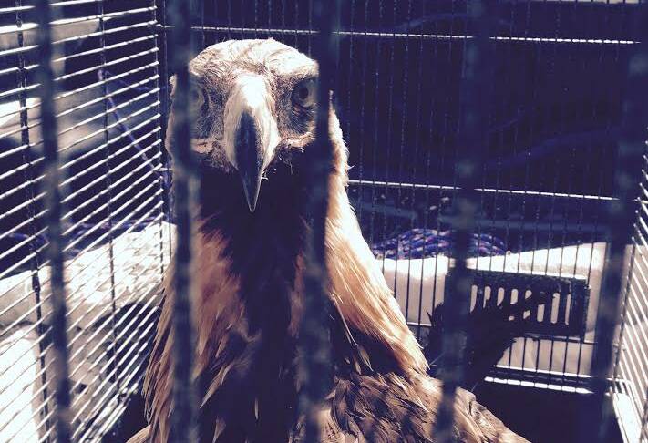 Eva the Wedge-tailed Eagle (pictured) was dumped by an unknown owner at Sandy Hills.