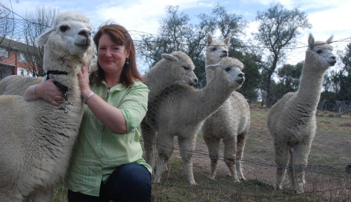A veteran of the alpaca industry, Fiona Henderson has rounded out 19 years in the industry and says Australia has the best alpaca fleece in the world.