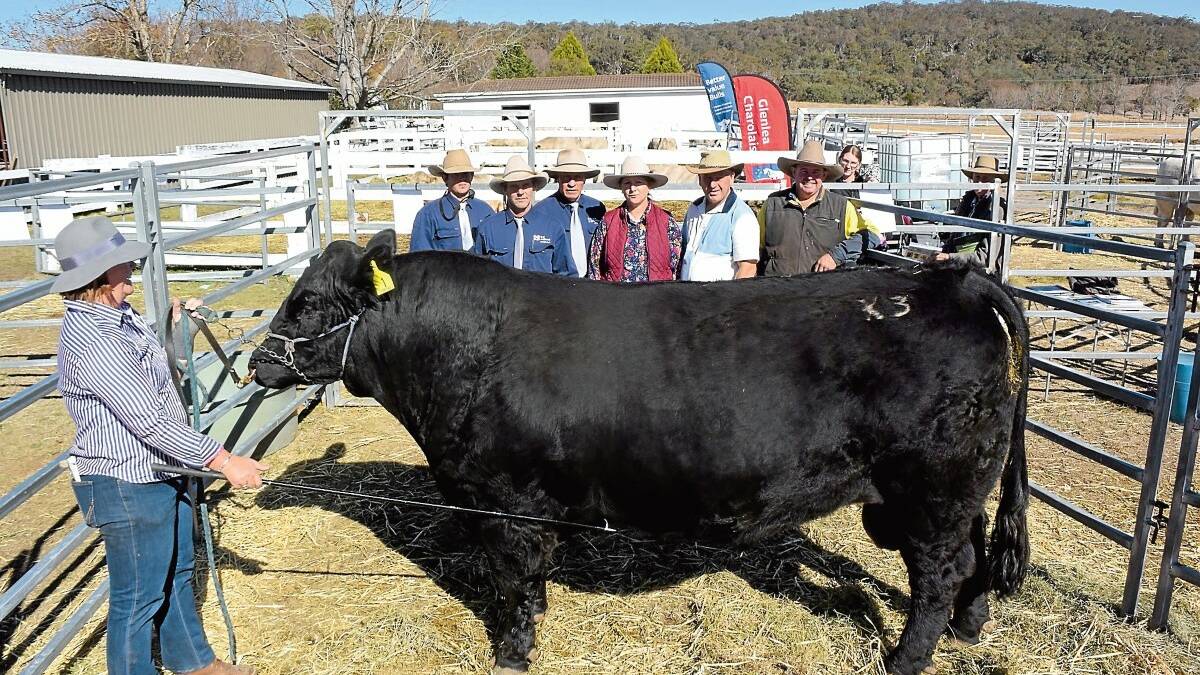 Prime bulls sell for $9000 at Tenterfield Euro Sale