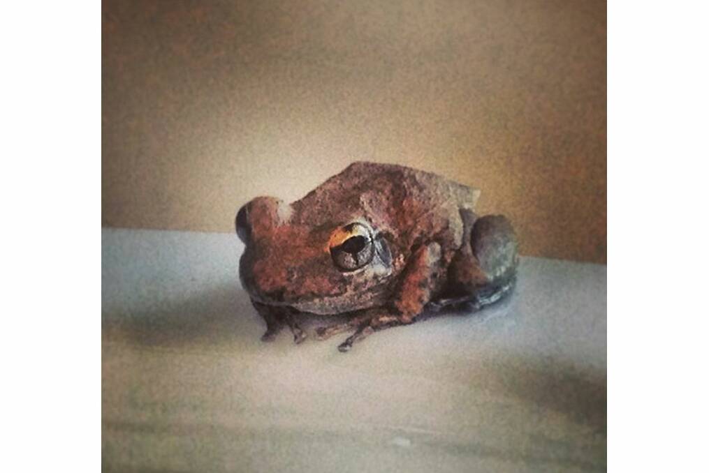"This is my mate on my weekend break in the Kimberly WA. What shall we call him?" <i>Instagram</i>
