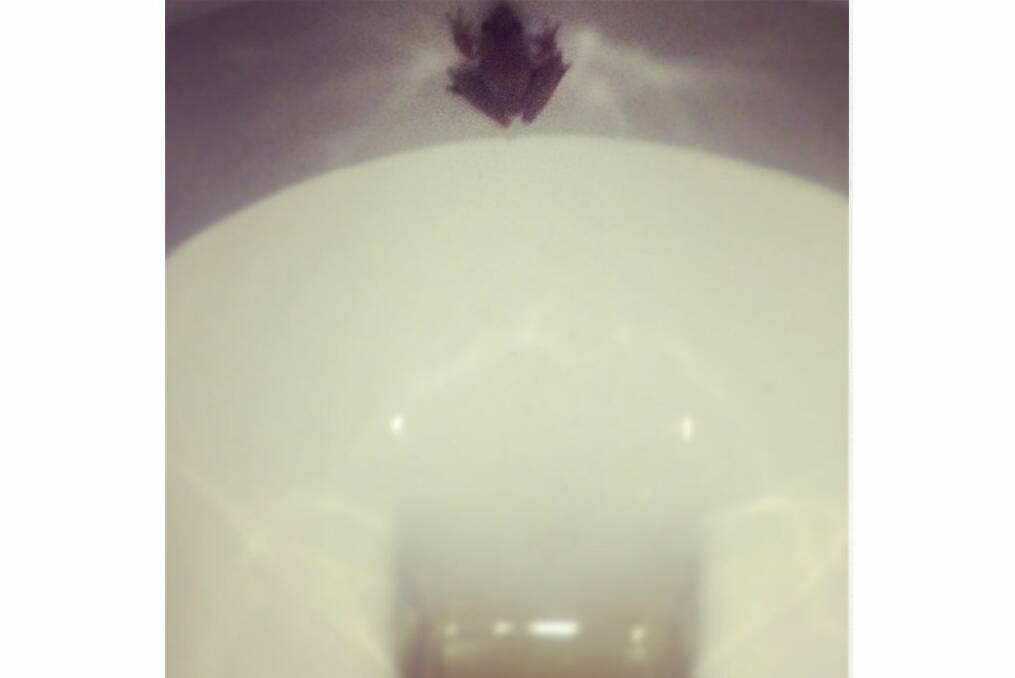 "My frog friend lives in the loo. I have to be extra careful not to flush him away." <i>Instagram</i>