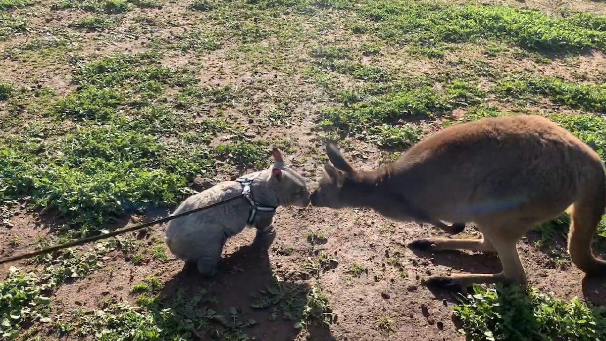 Orphaned wombat joey Woodrow (left) looked every bit a puppy as he interacted with kangaroos during a leash-guided walk at Pumpkin's Patch Kangaroo Sanctuary. Source: Kym Haywood, Pumpkin's Patch Kangaroo Sanctuary