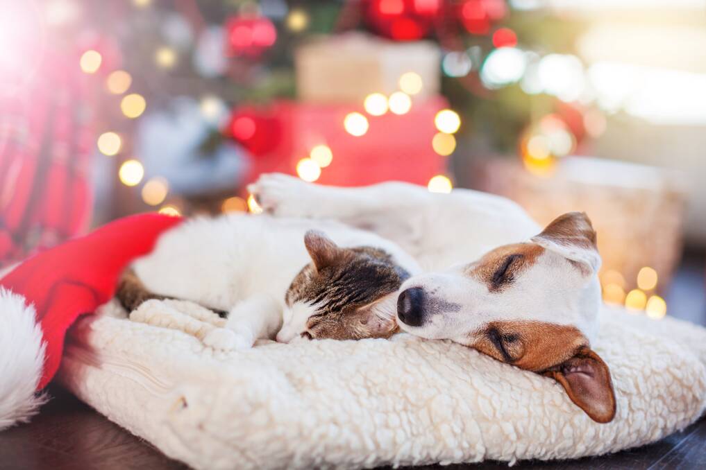 RELAX: A little careful planning can make Christmas stress-free for everyone.