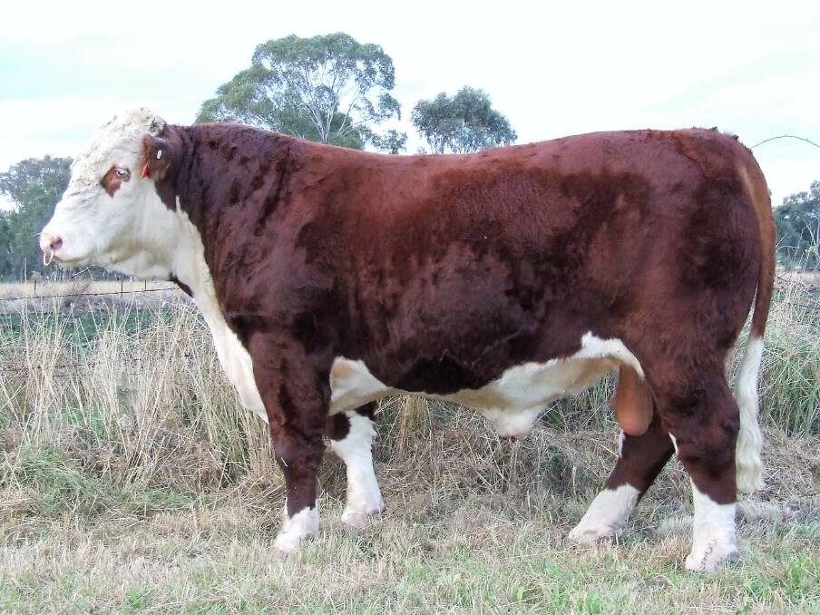 POWERFULLY PRODUCTIVE: Thornleigh Legislator L379, is typical of the powerful line up of bulls on offer at the Thornleigh Herefords bull sale on August 21.