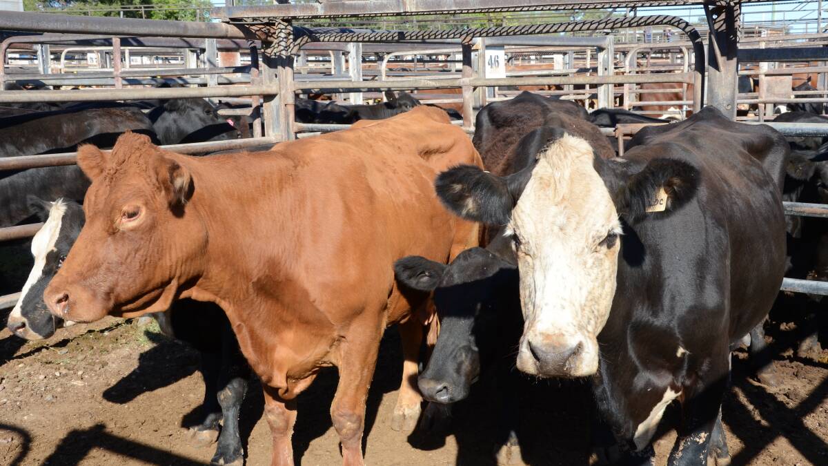 ABARES predicts cattle saleyard prices will drop 15 per cent