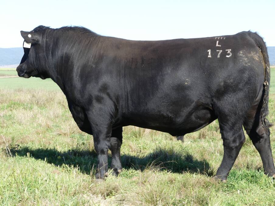 SPOILED FOR CHOICE: The Munro family will offer 242 Angus bulls at their annual Booroomooka Angus Bull Sale at “Keera”, Bingara, on Friday, August 18 at noon.
