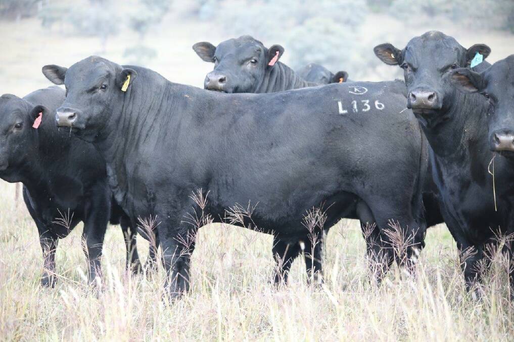 Ready to go: The 2017 Angus sale bulls are well grown out and ready to work despite a mixed season in the past 12 months.