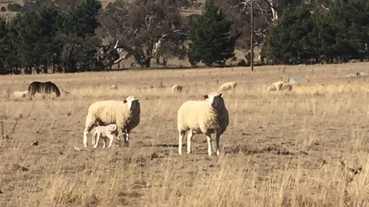 LLS vets warn that pregnant and lactating ewes need more calcium, drawing Ca from their bones, however, if they can't get enough they can go down and die if untreated. Photo: Stephanie van Eyk.