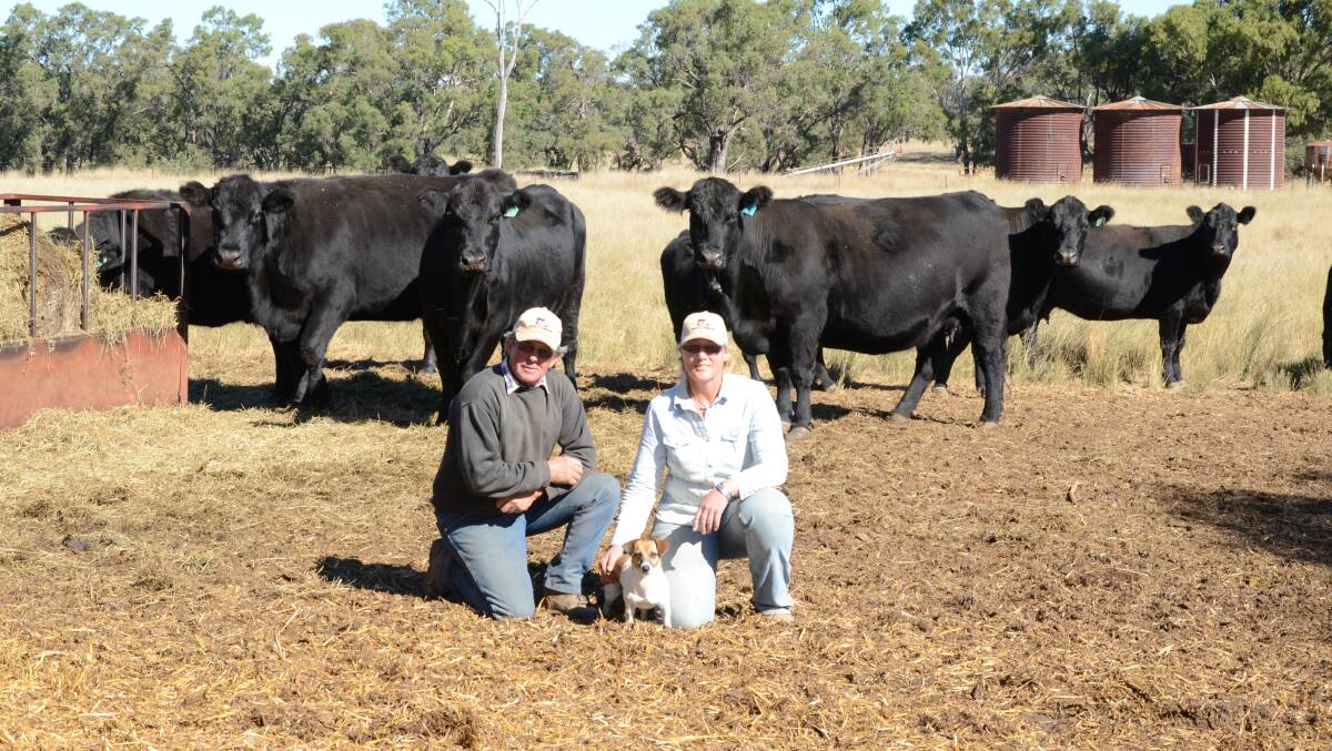 EXCEPTIONAL FEED CONVERSION: The DSK Angus and Charolais stud principals Chris Knox and Helen Alexander with some of their donor cows used in their program.