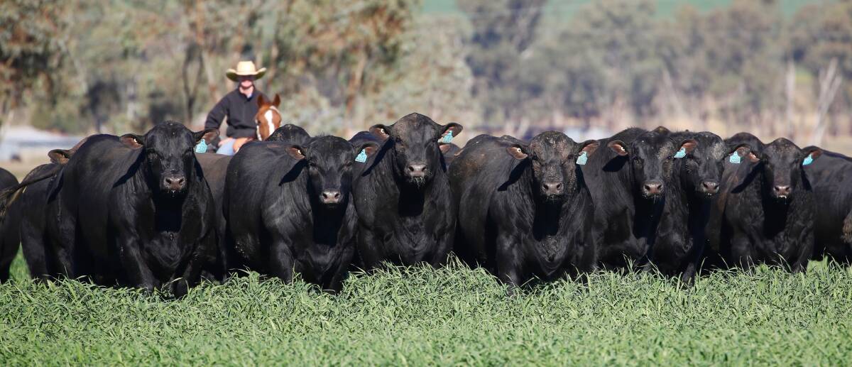 Clunie Range Angus: The bull sale will be held on-property at “Springfield”, Wallangra, on Friday, August 4, at 12.30pm with 140 bulls on offer.