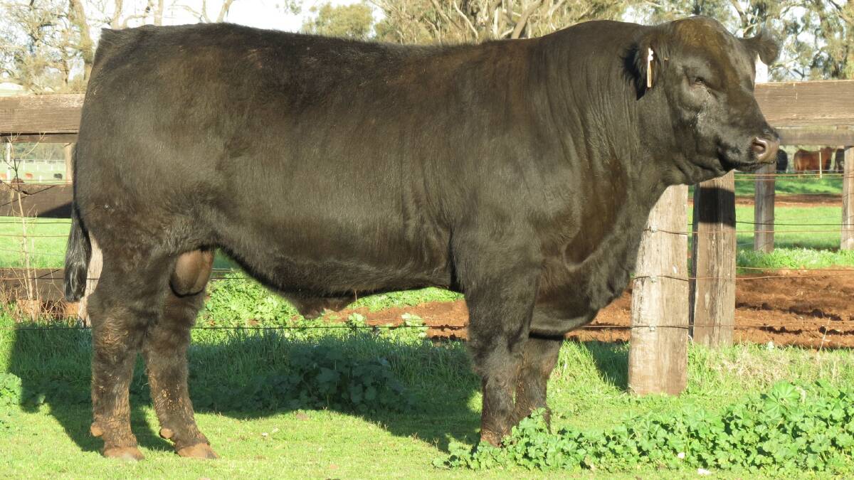 LIMOUSIN FLEXIBILITY: The MacCallum family's Manali Limousin and Lim-Flex Stud, will host a bull sale at 1pm, Friday, July 28 at “Yarramac”, Scone.