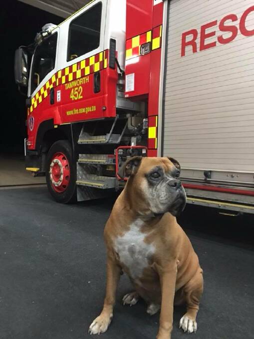 Being paw-tected by Tamworth’s best firefighter