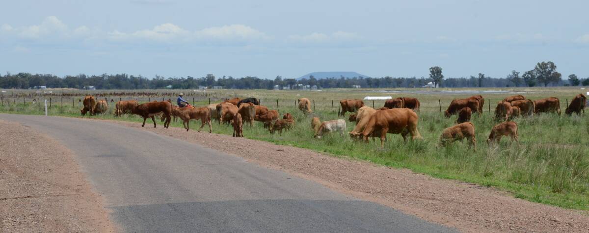 HARD AT WORK: Stock producers move cattle between paddocks near Gunnedah Airport in November. Photo: Billy Jupp