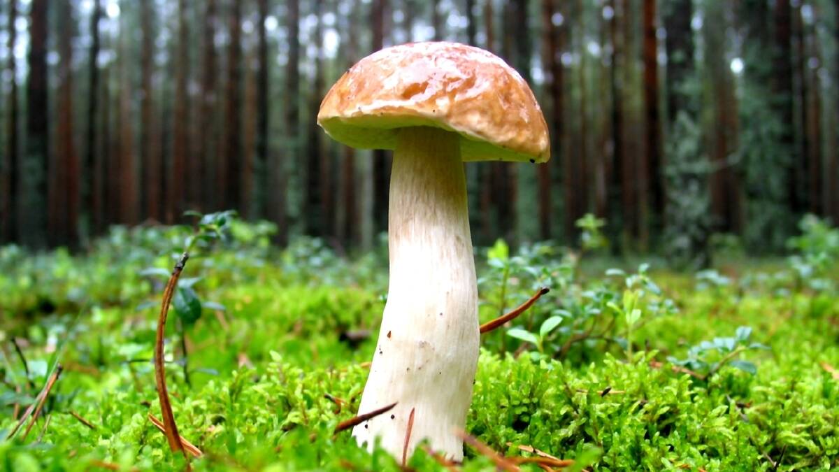 Mushroom foraging in local forests can be fatal