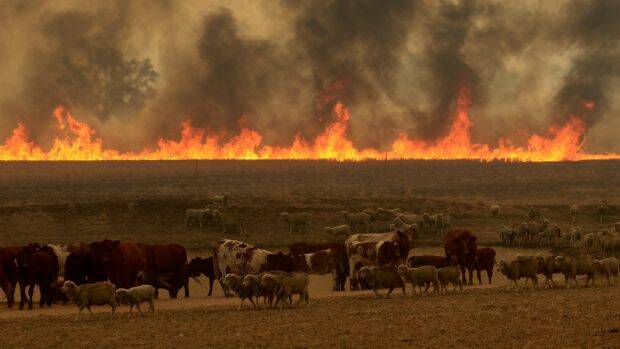Devastating: Cattle and smoke near Dunedoo. Around 55,000 hectares were burnt in the bushfires. Photo: Dean Sewell