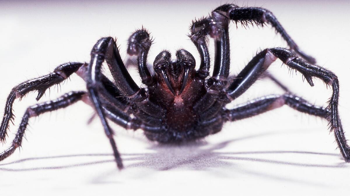 A Sydney funnel web spider. Photo: file