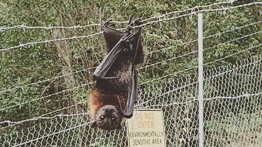 Flying fox numbers in Tenterfield appear to have abated since their peak in February of up to 15,000 bats.