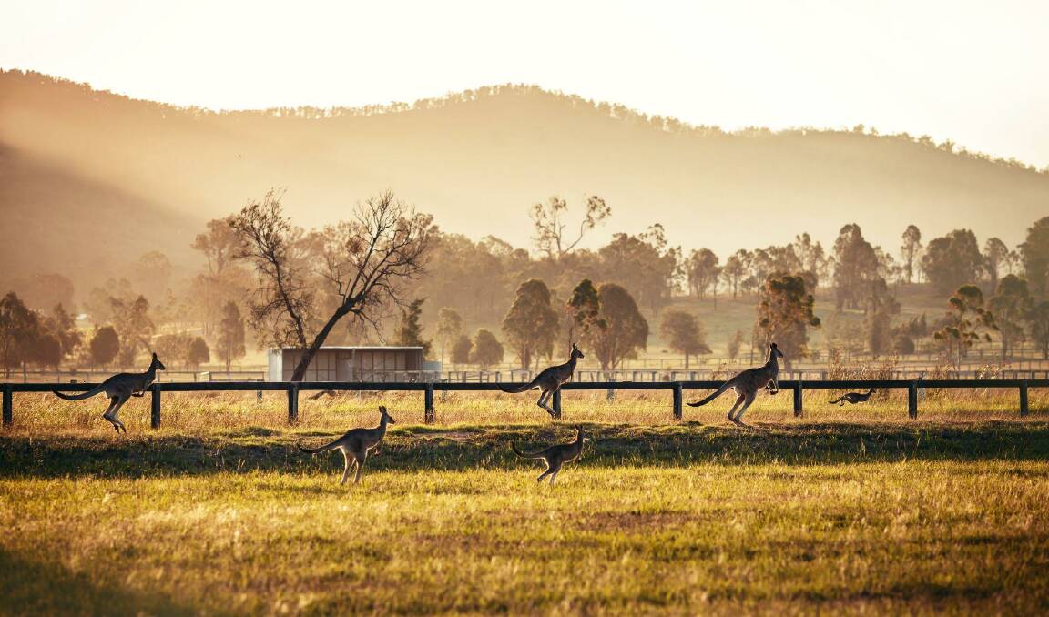 The best booze-free things to see and do in the Hunter Valley