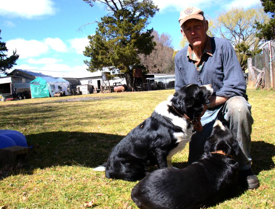 A MAN'S BEST FRIEND: Ray Williams with two of his Border Collies. Photo: Rachel Baxter.