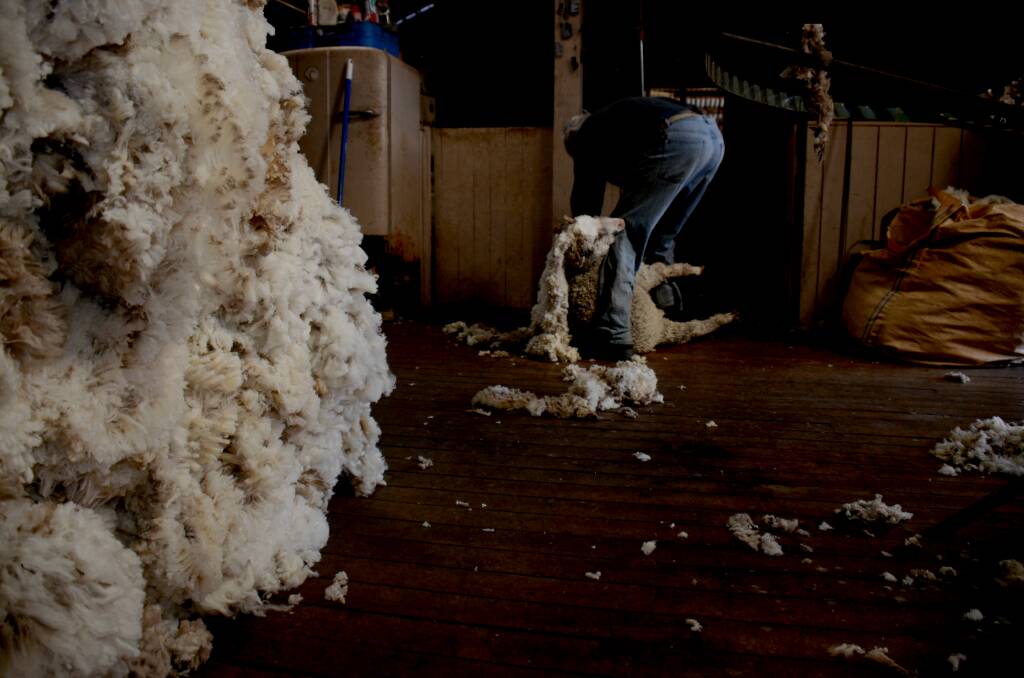 SHEARER FOR LIFE: "It’s my life and that’s why I want to really keep active." Ray Williams, of Arding, is still shearing at 85. Photo: Rachel Baxter.
