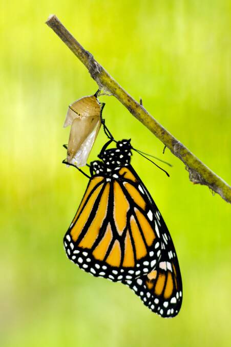 Christian cycle follows the life of a butterfly