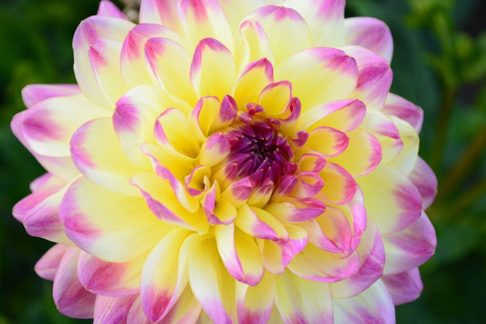 Spiky beauty: Dahlias can add splashes of gorgeous colour to your garden.