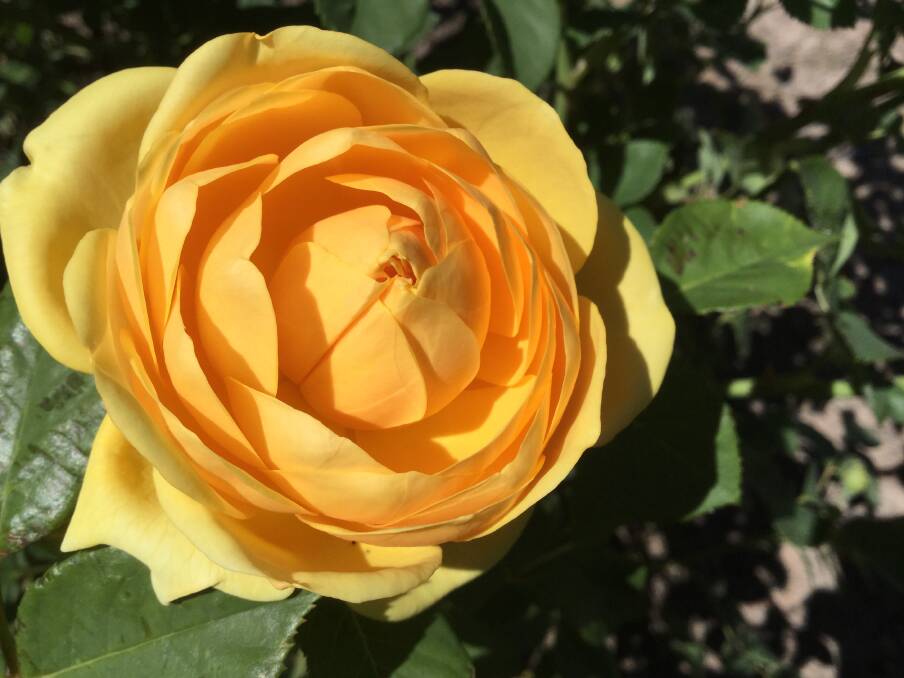 Sights from November: A beautiful yellow rose in a Tenterfield garden.