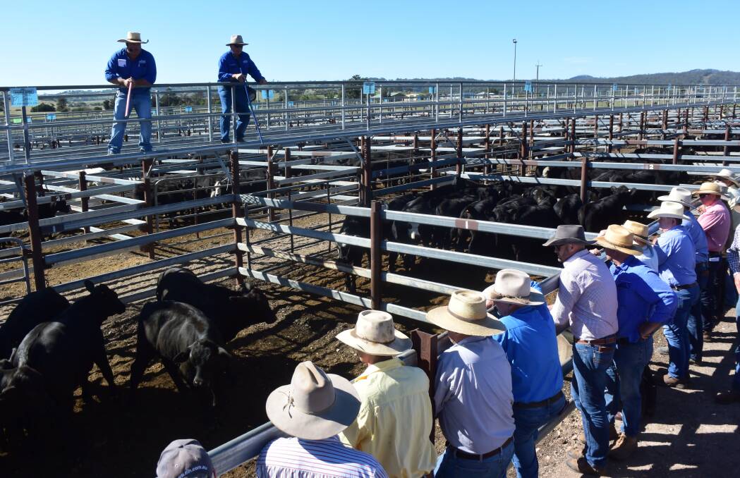 Buyers line the rail at Harold Curry's Tenterfield weaner sale on Thursday.