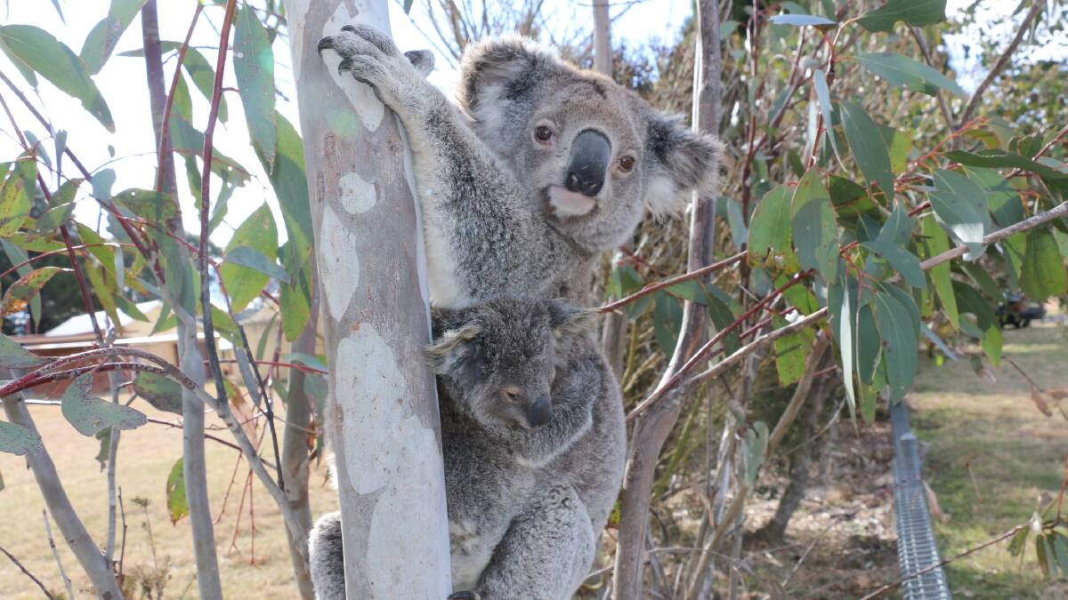 Cool country could prove a koala refuge